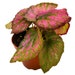 see more listings in the Begonias section