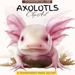 Axolotl PNG | Digital Download | Birthday Gift Her | Cute Axolotl Illustrations | Printable Stickers | Sublimation Design | Commercial Use