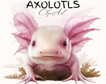 Axolotl Clipart | Watercolor Baby Axolotl PNG (Commercial Use