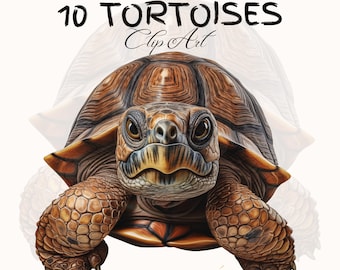 Tortoise Clip Art: Watercolor Turtle & Realistic Designs (Digital Download)