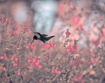 Meditations of the Heart: The Compositon of Melody & Light - Hummingbird in Sage 1