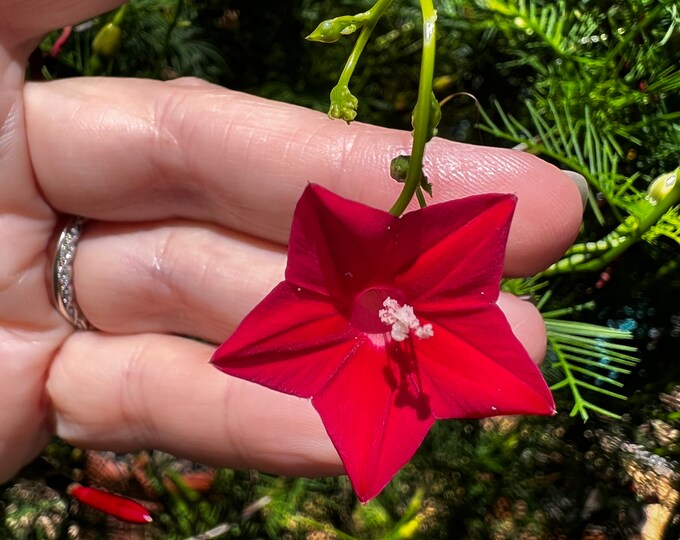 Cardinal Vine Seeds Etsy