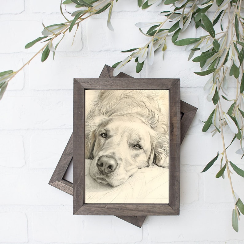 May include: A framed black and white pencil drawing of a golden retriever dog lying down with its head resting on a pillow. The dog has a soft, fluffy coat and a sweet expression on its face.