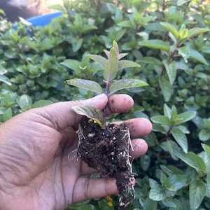 Puede incluir: Una mano sostiene una pequeña planta de menta con raíces y tierra visibles. La planta tiene hojas verdes y algunos tallos morados. El fondo está lleno de más plantas de menta.