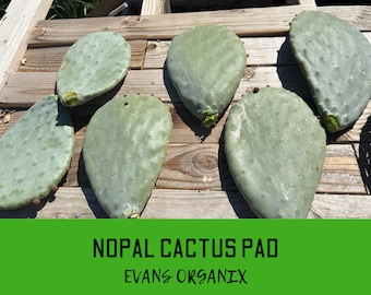 Large Nopal Cactus/Prickly Pear Pads Edible Spined and Spineless