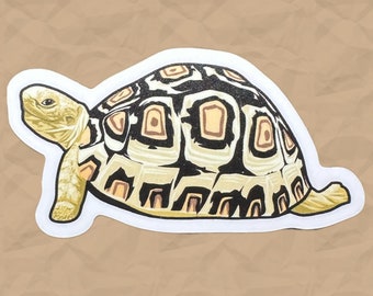 Next Top Model Tortoise Sticker | Removable Die-Cut Laminated White Vinyl Sticker | Tortoise/Turtle Sticker
