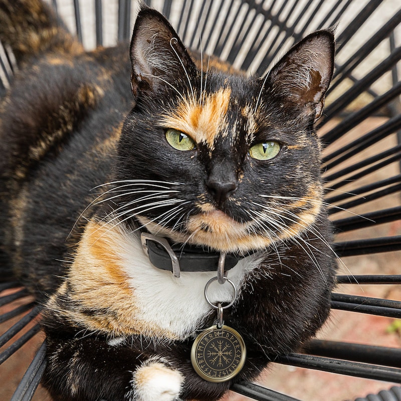 Custom Cat Name Tag Runes - Etsy