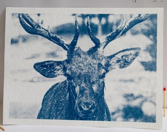 Photo cyanotype - Deer of the Canadian forests