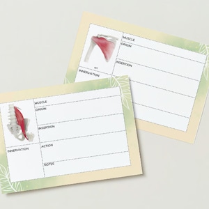 Cartes d'étude d'anatomie PDF - Outil d'étude des muscles pour la physiothérapie, les sciences du sport | Personnalisable | Parfait pour la préparation aux examens et l'apprentissage visuel