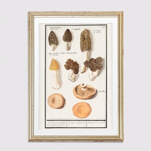 Mushroom Printable Wall Art SINGLE | Botanical Illustration | Morel Sketch | Morel Mushroom Print | Mushroom Art Print | Morel Collection