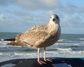 Portrait Seagull Brighton beach on the bin