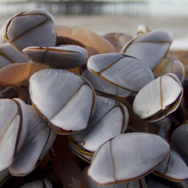 Gooseneck barnacles West Pier Brighton UK