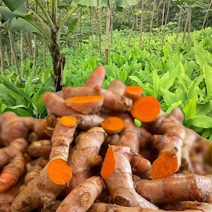 Wilde frische Kurkuma, Curcuma Longa Rhizome, Turmeric Rhizome, mehrere Vorteile - original Kurkuma - Gewürze