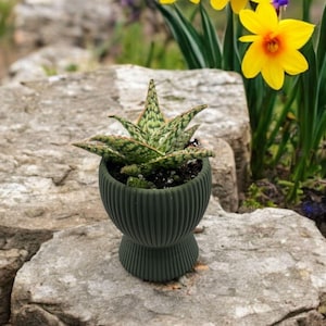 May include: A small green planter with a ribbed design holds a succulent with green and white leaves. The planter is sitting on a rock.