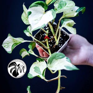 May include: A houseplant in a square white pot, with green and white variegated leaves. The plant is held against a dark background. The leaves have a distinctive pattern, and the plant looks healthy. The Mary Home Plants logo is in the lower left corner.