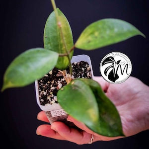 Hoya Pottsii Chiang Mai