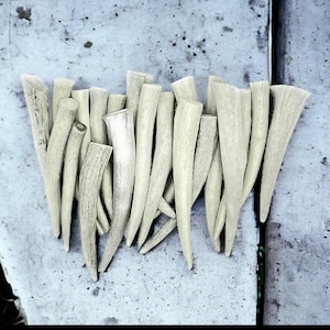 Deer Antlers Tips Lot Of 7. “2-8&quot; Long, 5/8&quot;-1&quot; Dia. Can be used in crafts/ dog chews