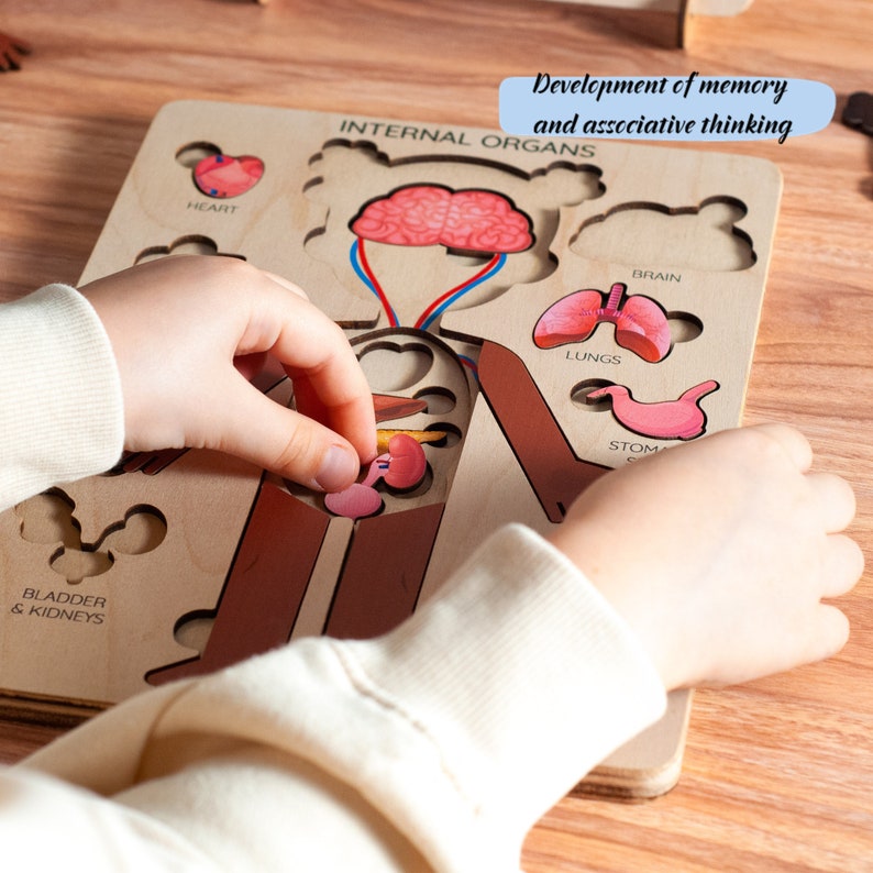 Op de afbeelding: Houten puzzel met afbeeldingen van interne organen, waaronder het hart, de hersenen, de longen en de nieren. De puzzel heeft uitsparingen voor elk orgaan, met bijpassende stukken. De tekst op de puzzel luidt "INTERNAL ORGANS" en "Development of memory and associative thinking."