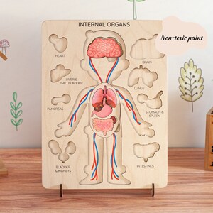 Menselijk lichaamspuzzel voor kinderen: montessori-leerspeelgoed anatomie, houten legpuzzel afbeelding 6