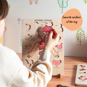 Menselijk lichaamspuzzel voor kinderen: montessori-leerspeelgoed anatomie, houten legpuzzel afbeelding 4