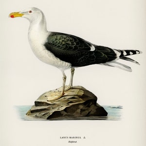 Great black-backed gull Larus Marinus by The von Wright Brothers Scientific Illustration image 5