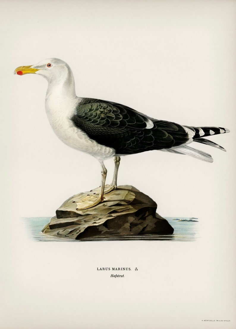 Great black-backed gull Larus Marinus by The von Wright Brothers Scientific Illustration image 5