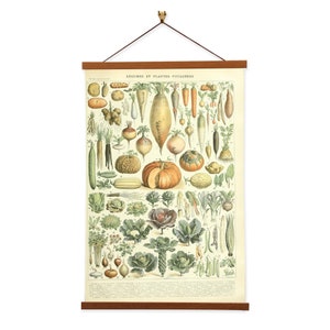 Legumes Et Plantes Potageres by Adolphe Millot Scientific Illustration Canvas Wall Print with Magnetic Hanger