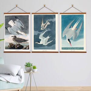 Arctic Tern Herring Gull and Lesser Tern Wall Art Set of 3 by John James Audubon Scientific Illustration Canvas Wall Art