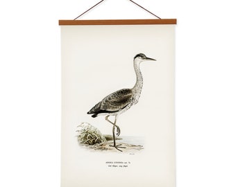Gray heron (Ardea cinerea) by The von Wright Brothers Scientific Illustration