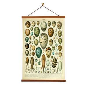Oeufs by Adolphe Millot Scientific Illustration Canvas Wall Print with Magnetic Hanger