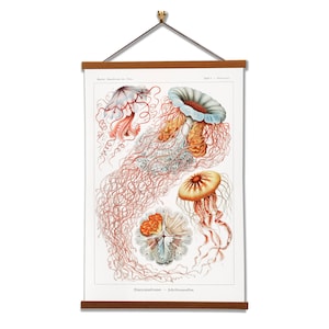 Discomedusae–Scheibenquallen (Jellyfish - Table 8) by Ernst Haeckel Scientific Illustration Canvas Wall Print with Magnetic Hanger