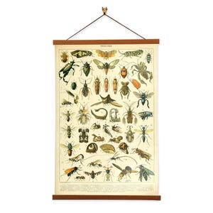 Insects by Adolphe Millot Scientific Illustration Canvas Wall Print with Magnetic Hanger