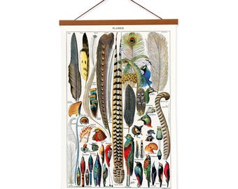 Types de Plumes by Adolphe Millot Bird Feathers Canvas Wall Print