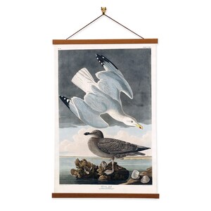 Herring Gull by John James Audubon Scientific Illustration Canvas Wall Print with Magnetic Hanger