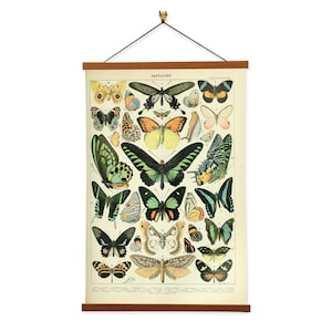 Papillons II by Adolphe Millot Scientific Illustration Canvas Wall Print with Magnetic Hanger