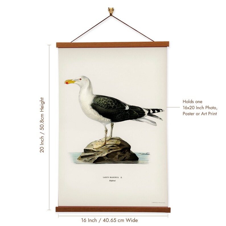 Great black-backed gull Larus Marinus by The von Wright Brothers Scientific Illustration image 2