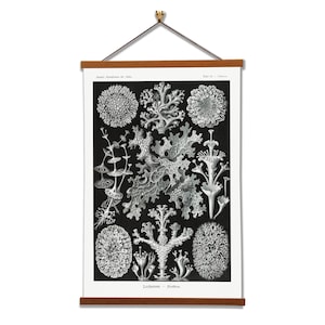 Lichenes–Flechten (Lichen) by Ernst Haeckel Scientific Illustration Canvas Wall Print with Magnetic Hanger