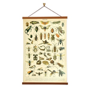 Insects by Adolphe Millot Scientific Illustration Canvas Wall Print with Magnetic Hanger