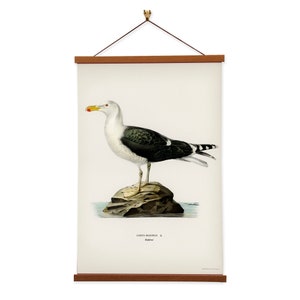 Great black-backed gull Larus Marinus by The von Wright Brothers Scientific Illustration image 1