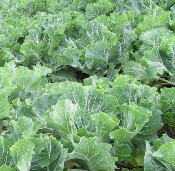 Portuguese Kale Seeds - Sweetest And Most Tender Of All The Kale Varieties.(50 - Seeds