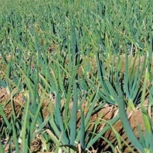Pu&ograve; includere: Un campo di erba cipollina verde che cresce in file. Le erba cipollina sono alte e sottili, con foglie lunghe e sottili.