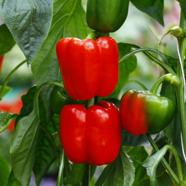 Sweet Big Red Bell Pepper Seeds, Non GMO Open Pollinated Heirloom Pepper Seeds 20 Seeds and 35 Seeds