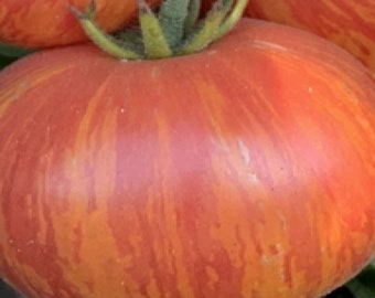 Vintage Wine Tomato Seeds, Indeterminate Non GMO Open Pollinated Heirloom Tomato Seeds. 20 & 50 Seeds