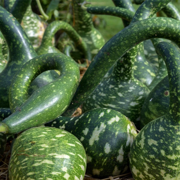 Swan Neck Spotted gourd, Decorative Speckled Swan Gourd, Heirloom Non-GMO Open pollinated Swan Gourd. 20 seeds