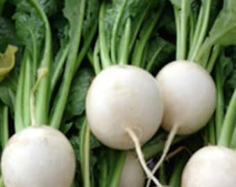 Butter Turnips, Hierloom Japanese White tender turnips, Similar to Hakerui Turnips, 420 Seeds
