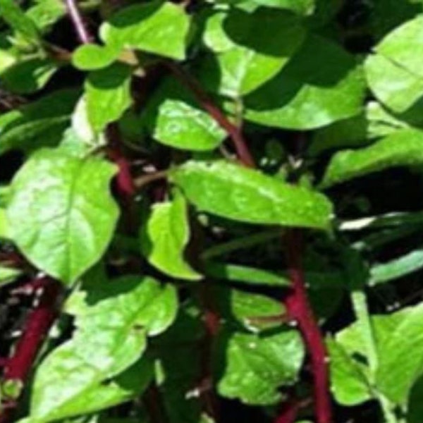 Red Malabar Spinach Seeds,  40 Seeds, open pollinated non gmo heirloom Asian Malabar Spinach