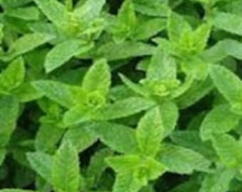 Peppermint 130 Seeds