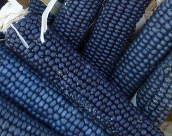 Blue Rio Grande Pueblos Corn , Heirloom Blue Flour Corn, Blue Flour, Heirloom Corn, 50 Seeds