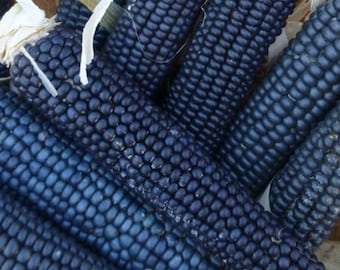 May include: Close-up of a group of blue corn cobs. The cobs are arranged in a pile, with the kernels facing the camera. The kernels are a deep blue color and have a smooth, glossy finish.