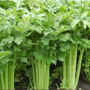 May include: A close-up of a field of celery plants. The celery stalks are green and have a lot of leaves. The stalks are growing in rows.